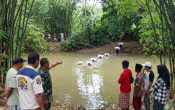 Viral Angkut Gabah Seberangi Sungai, Dandim 1407 Bone Pastikan Bangun Jembatan Bantu Petani