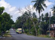 Tolong! Pohon Lapuk Miring ke Jalan Poros Bone-Makassar Ancam Keselamatan Pengguna Jalan