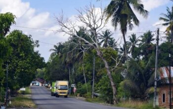 Tolong! Pohon Lapuk Miring ke Jalan Poros Bone-Makassar Ancam Keselamatan Pengguna Jalan
