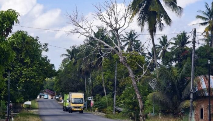 Tolong! Pohon Lapuk Miring ke Jalan Poros Bone-Makassar Ancam Keselamatan Pengguna Jalan
