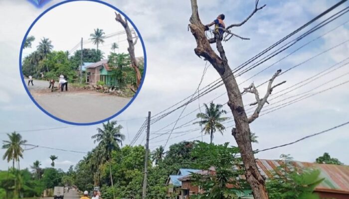 Pemdes-BPD Lili Riawang Eksekusi Pohon Lapuk yang Bahayakan Pengguna Jalan Poros Bone-Makassar