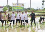 Bupati Bone Genjot Lahan Rawa di Bone Utara, Bidik Produksi Padi Maksimal