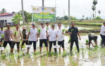 Bupati Bone Genjot Lahan Rawa di Bone Utara, Bidik Produksi Padi Maksimal