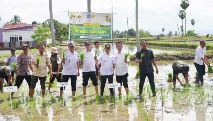 Bupati Bone Genjot Lahan Rawa di Bone Utara, Bidik Produksi Padi Maksimal