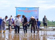 Pangkep Terapkan Pertanian Modern PM-AAS, Target Produksi Padi Naik 9 Ton per Hektare