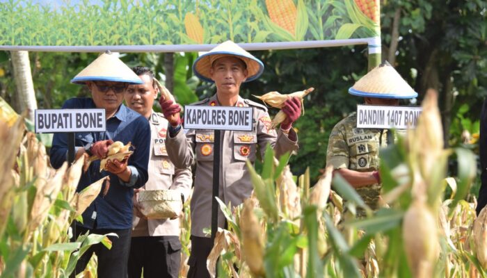 Polres Bone Sukses Laksanakan Panen Raya Jagung Serentak Bersama Presiden via Zoom