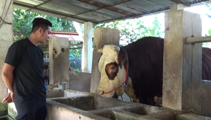 Bupati Bone Akan Salurkan Sapi Kurban Presiden RI Capai 1,05 Ton di Arasoe, Milik Peternak Lokal Mattirowalie