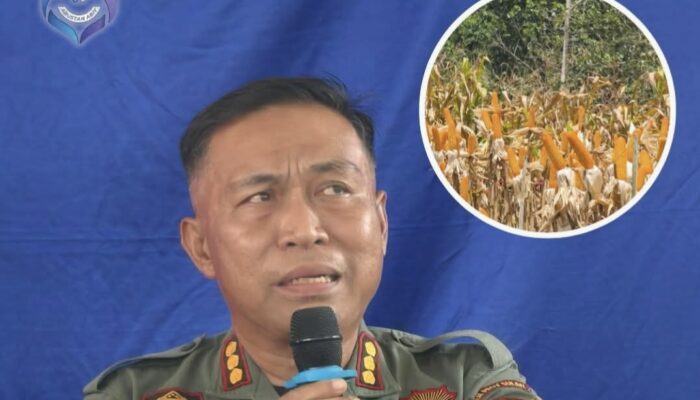 Kepala KPH Cenrana Ungkap Tanaman Produktif Bisa Berdampingan dengan Jagung, Win-win Solution Penghijauan