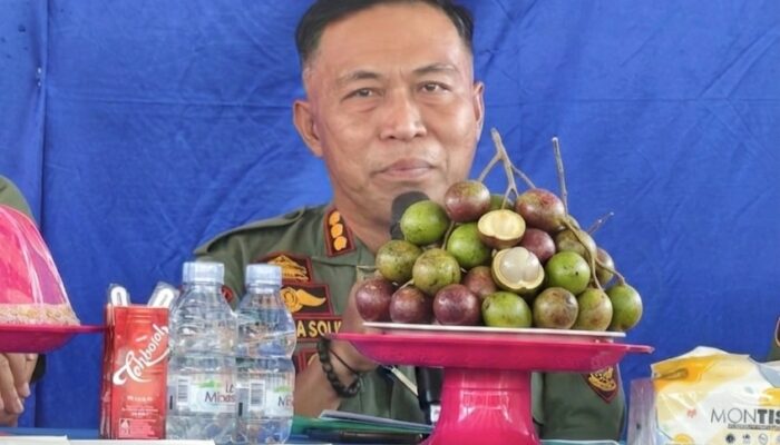 Kabar Gembira! Tak Perlu Lagi Pesan Jauh dari Papua, Bone akan Panen Buah Matoa