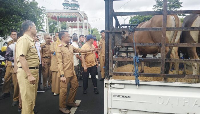 Bupati Bone Lepas 46 Sapi Kurban untuk Petugas Kebersihan Hingga Pesantren