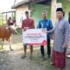 Tebar Kepedulian di Hari Raya Kurban, PT Semen Tonasa Salurkan 20 Ekor Sapi untuk Warga