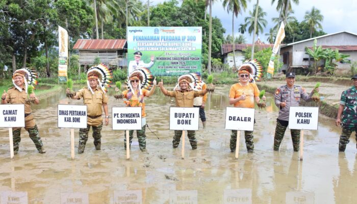 Gandeng PT Syngenta Indonesia, Bupati Bone Tanam Perdana Padi Inpari 300 di Kahu