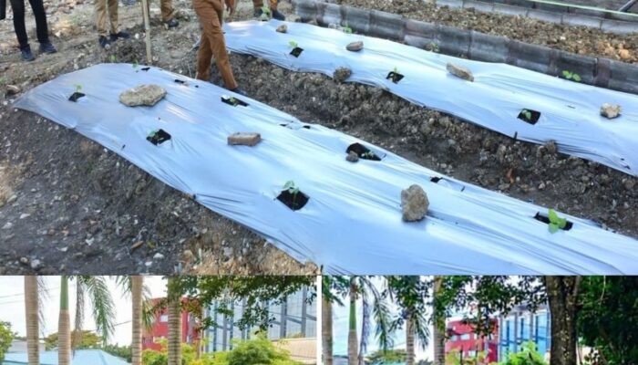 Bupati Bone Sulap Tempat Tumpukan Sampah di Kompleks Kantor Pemda Jadi Kebun Sayur