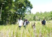 Selamatkan Lahan Pertanian di 24 Kabupaten Kota, Gubernur Sulsel Kerahkan Pompanisasi dan Sumur Bor