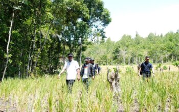 Selamatkan Lahan Pertanian di 24 Kabupaten Kota, Gubernur Sulsel Kerahkan Pompanisasi dan Sumur Bor