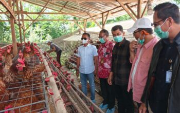 Bupati Bone Studi Tiru Sukses Peternak Ayam di Bangli, Siapkan Hilirisasi Ayam Terintegrasi di Bone