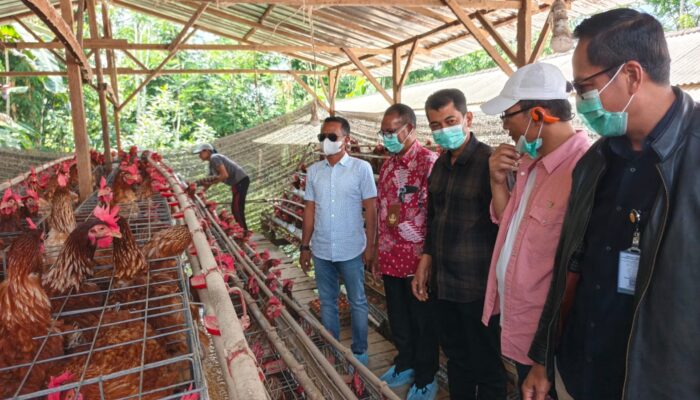 Bupati Bone Studi Tiru Sukses Peternak Ayam di Bangli, Siapkan Hilirisasi Ayam Terintegrasi di Bone