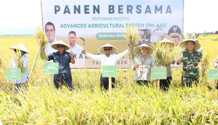 Ketua Fraksi Nasdem DPRD Bone Dampingi Bupati Bone Panen Modern Program PM-AAS di Kahu