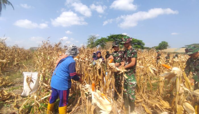 Panen Jagung, Yonarmed 21/Kawali Manfaatkan Lahan 5 Hektare