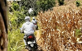Aksi Pengendara “Selamat” dari Sweeping Usai Lewat Jalan Setapak di Perkebunan Jagung