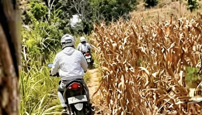 Aksi Pengendara “Selamat” dari Sweeping Usai Lewat Jalan Setapak di Perkebunan Jagung