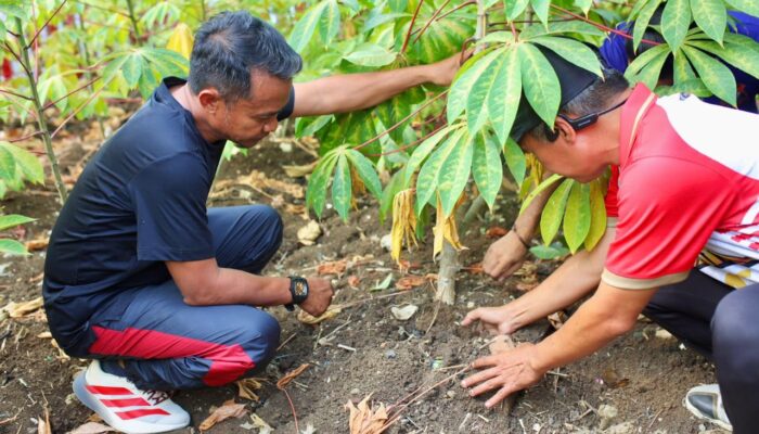 Bupati Bone Tinjau Kebun MBG di Watampone, Dorong Pemanfaatan Potensi Pertanian Lokal