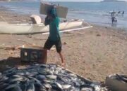 Nelayan di Barru Raup Hasil Tangkapan Ikan Senilai Rp200 Juta Berkat Apartemen Ikan Pemprov Sulsel